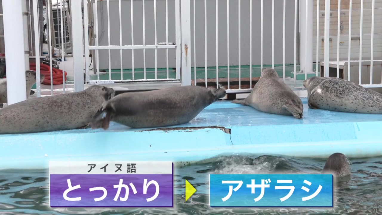 “とっかり”とはアザラシのこと