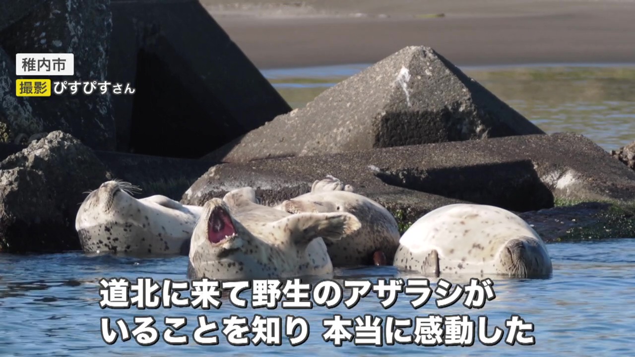 アザラシに魅了されたぴすぴすさん