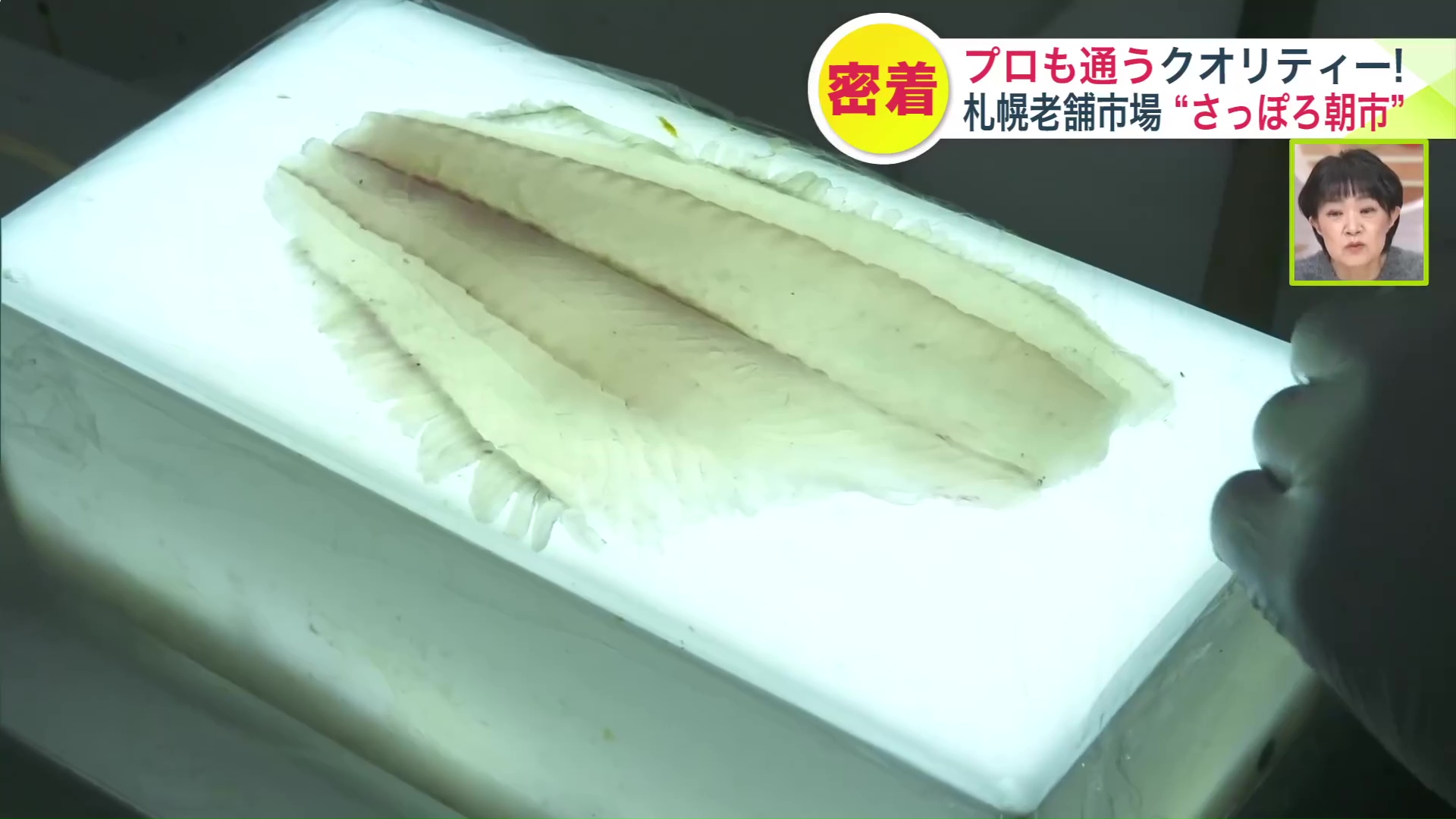 ブラックライトで虫を探している様子