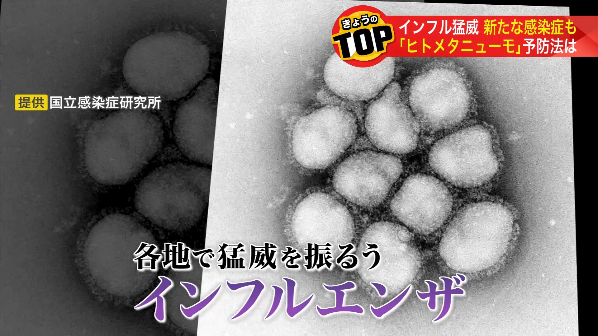 インフルエンザウイルス（提供：国立感染症研究所）