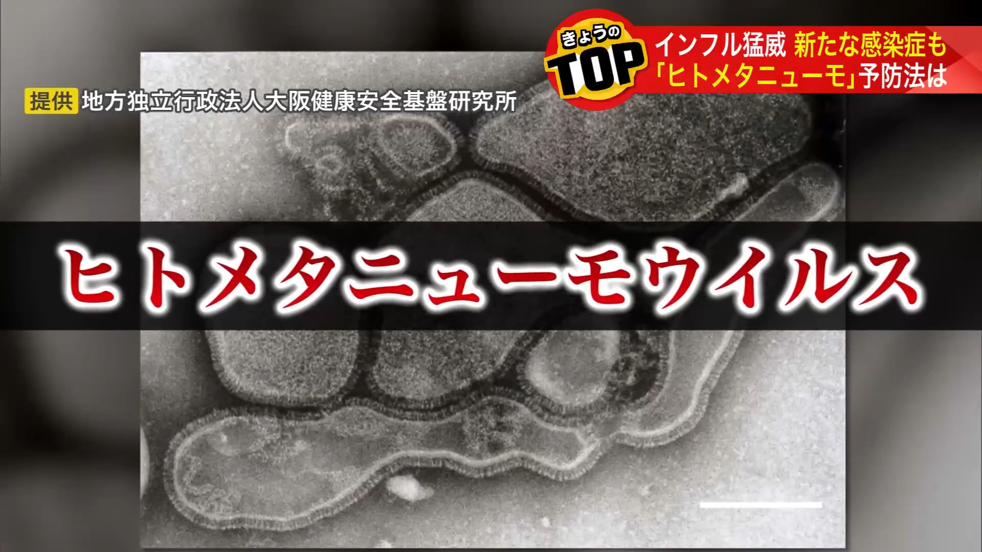 ヒトメタニューモウイルス(提供:地方独立行政法人 大阪健康安全基盤研究所)