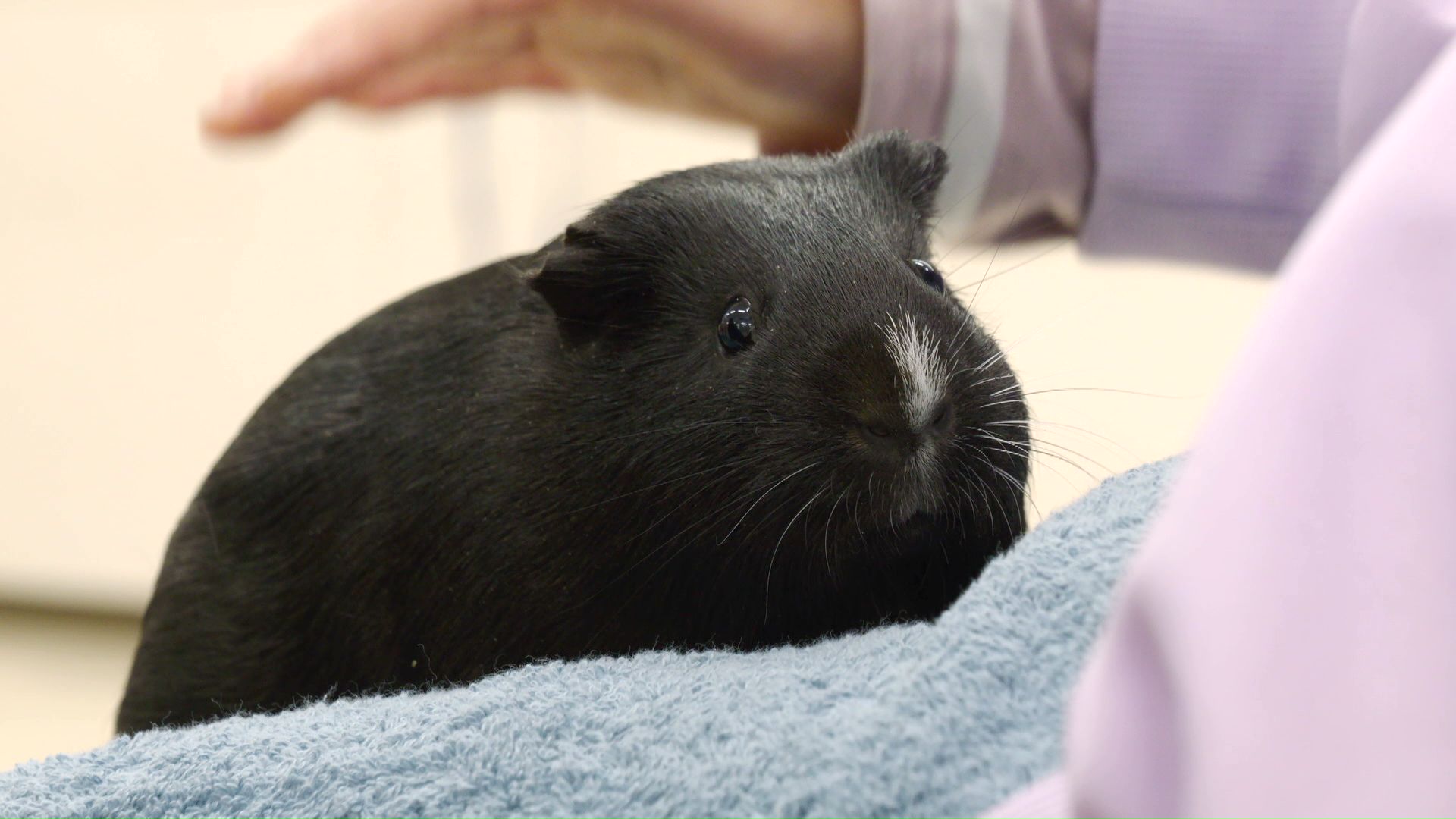 モルモットの画像