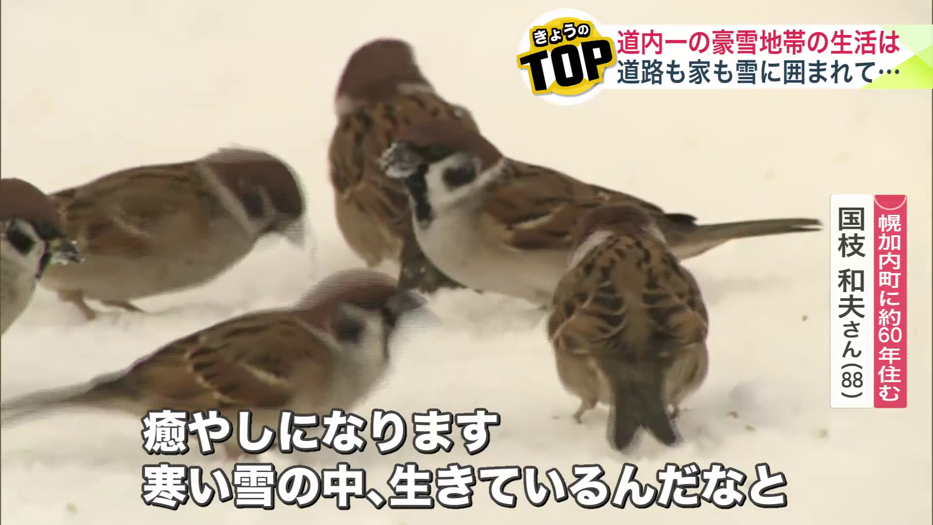 スズメの元気な様子は「癒し」に…