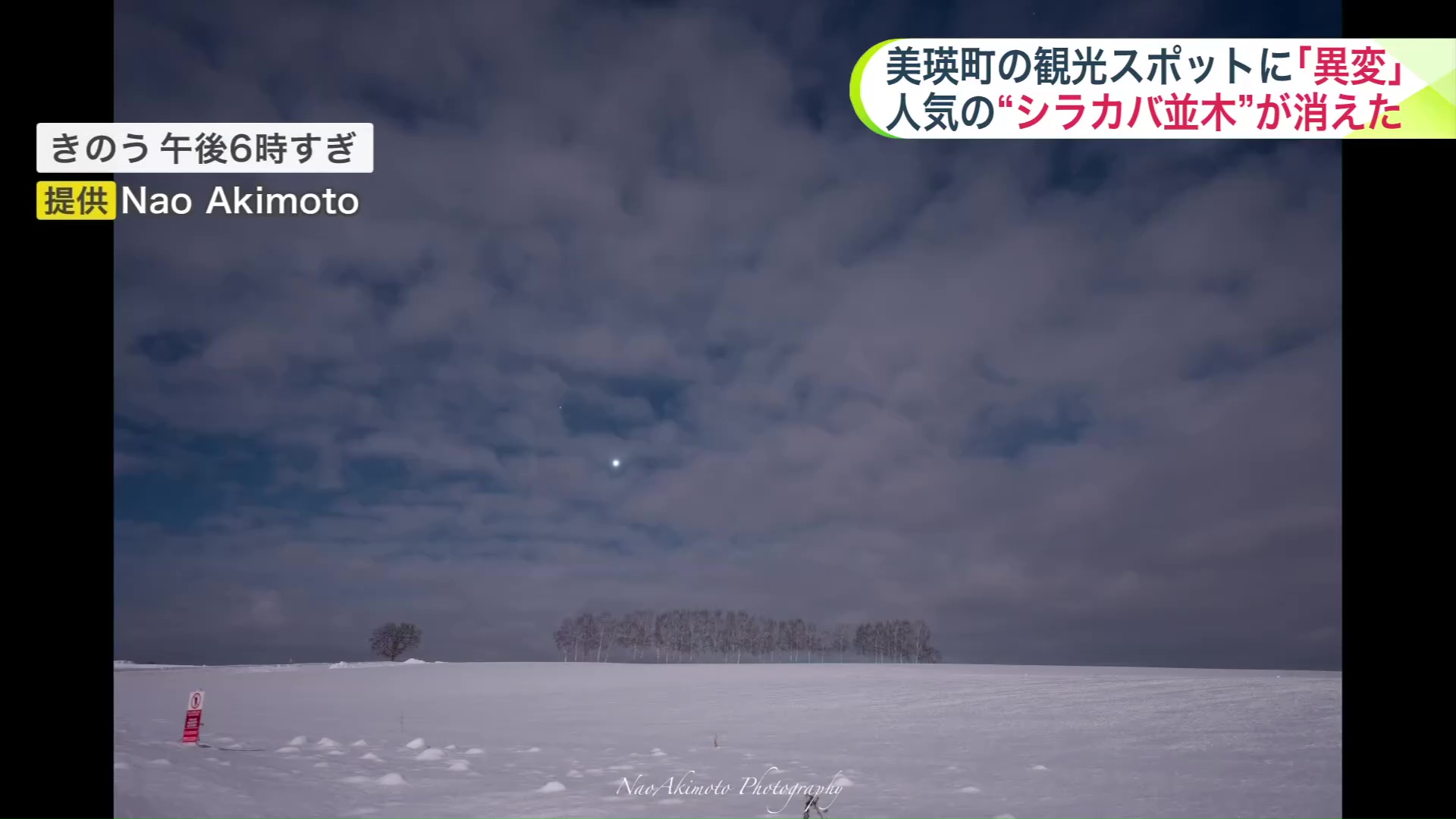 月夜に照らされたシラカバ並木　提供：Nao Akimoto