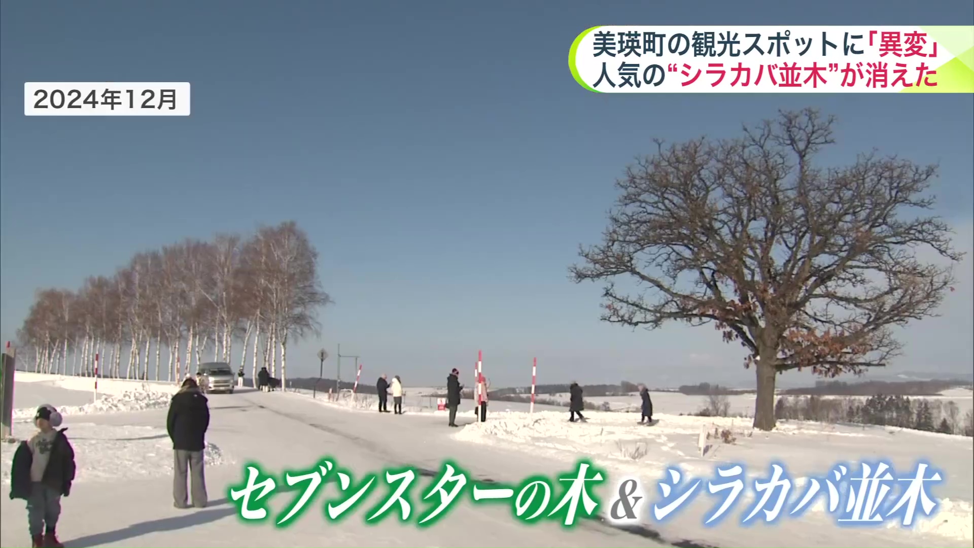 セブンスターの木（右）＆シラカバ並木（左）