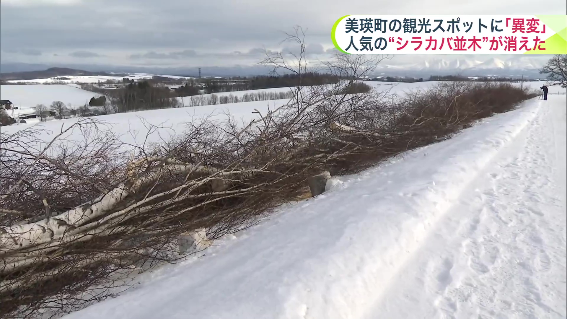 約40本のシラカバが伐採