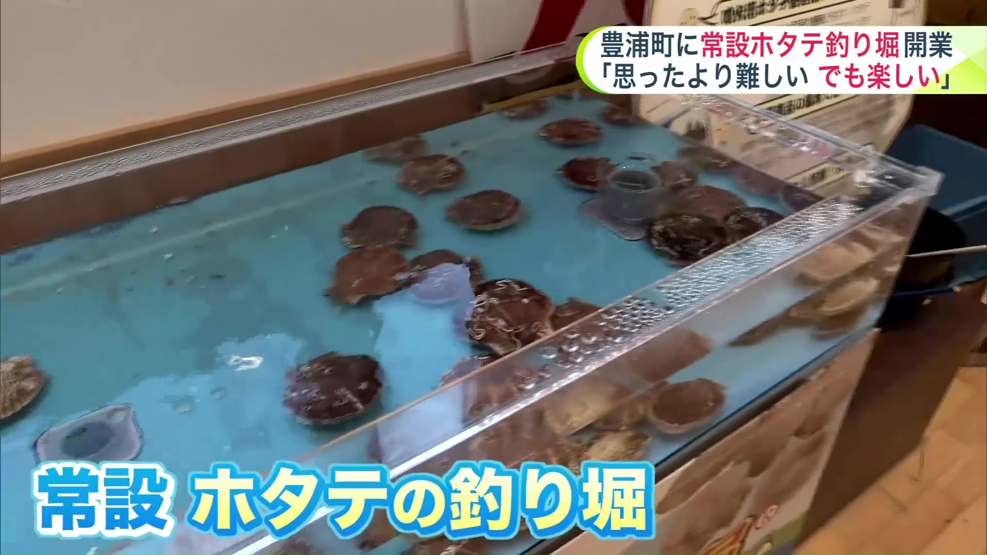 常設のホタテ釣り堀