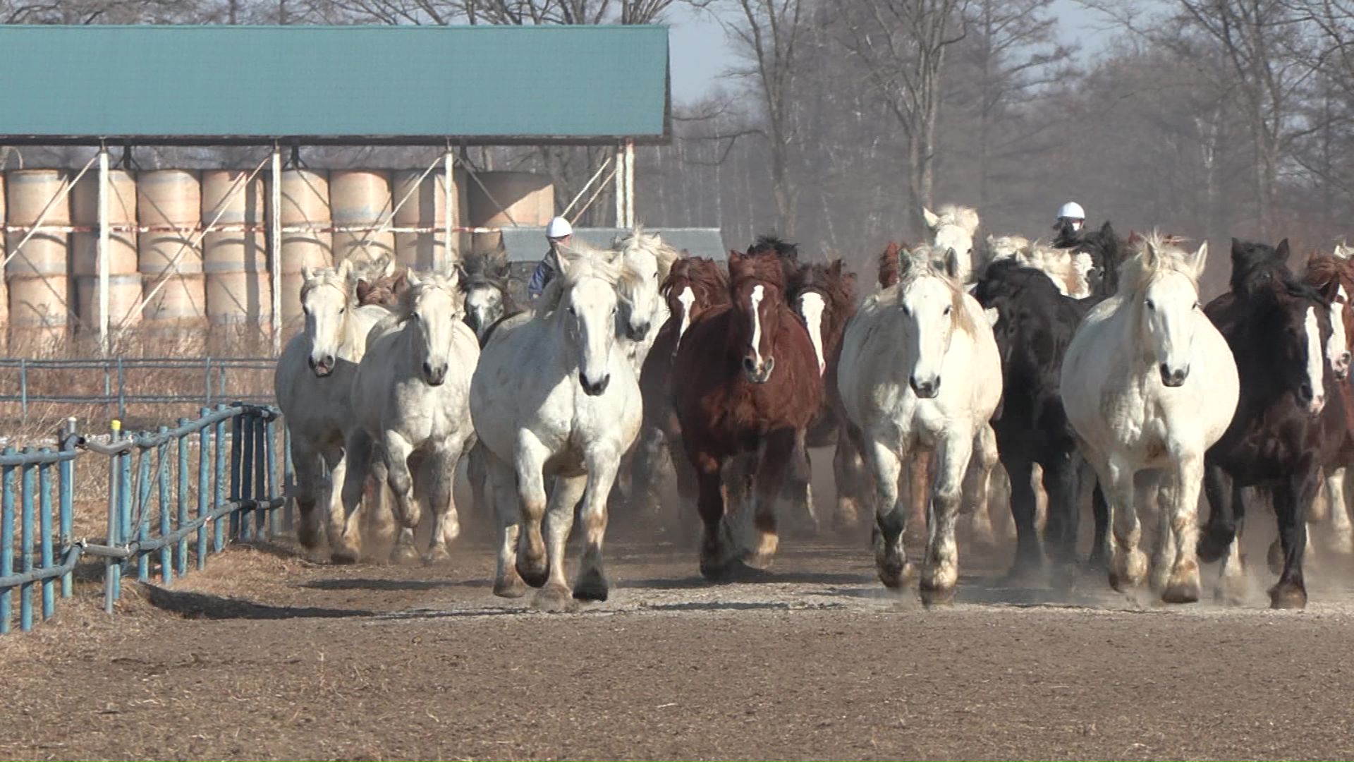 馬追い運動も雪はなし