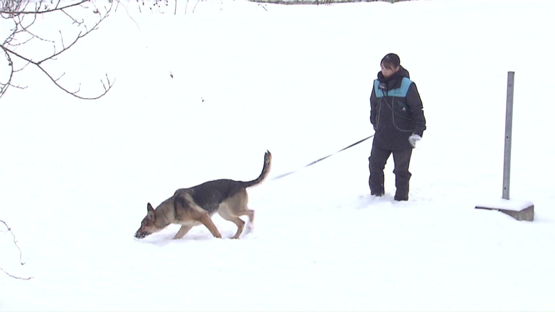 重要な「木片」を発見したもののスルー