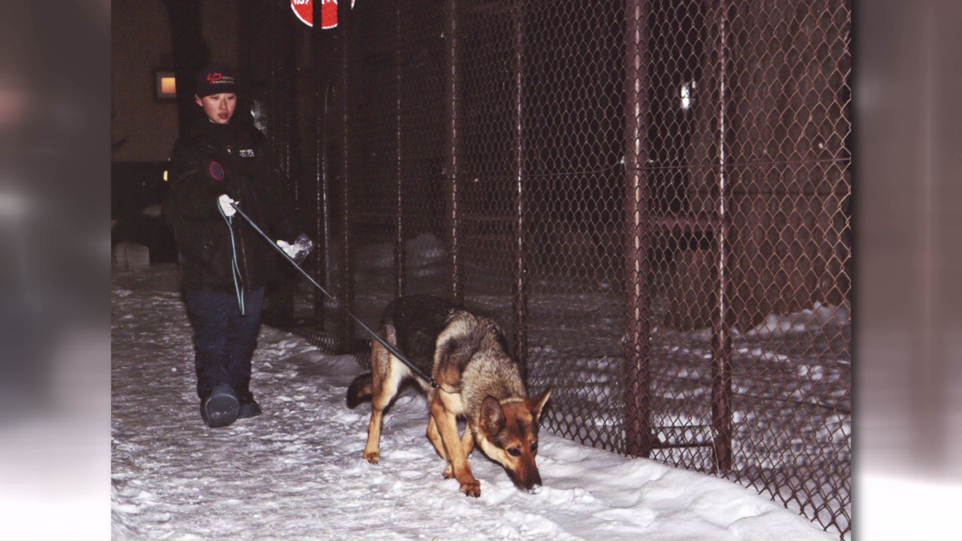 捜査で力を発揮する警察犬