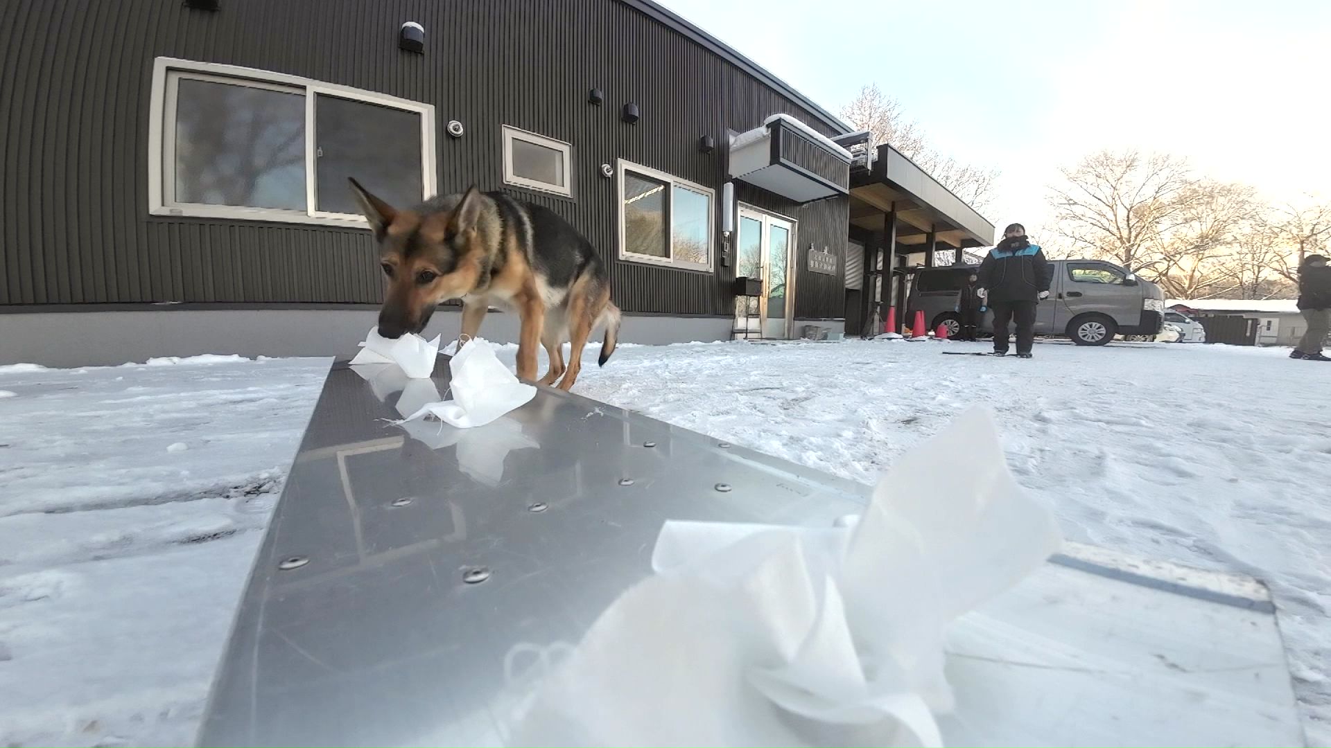 「鼻の捜査官」と呼ばれる警察犬
