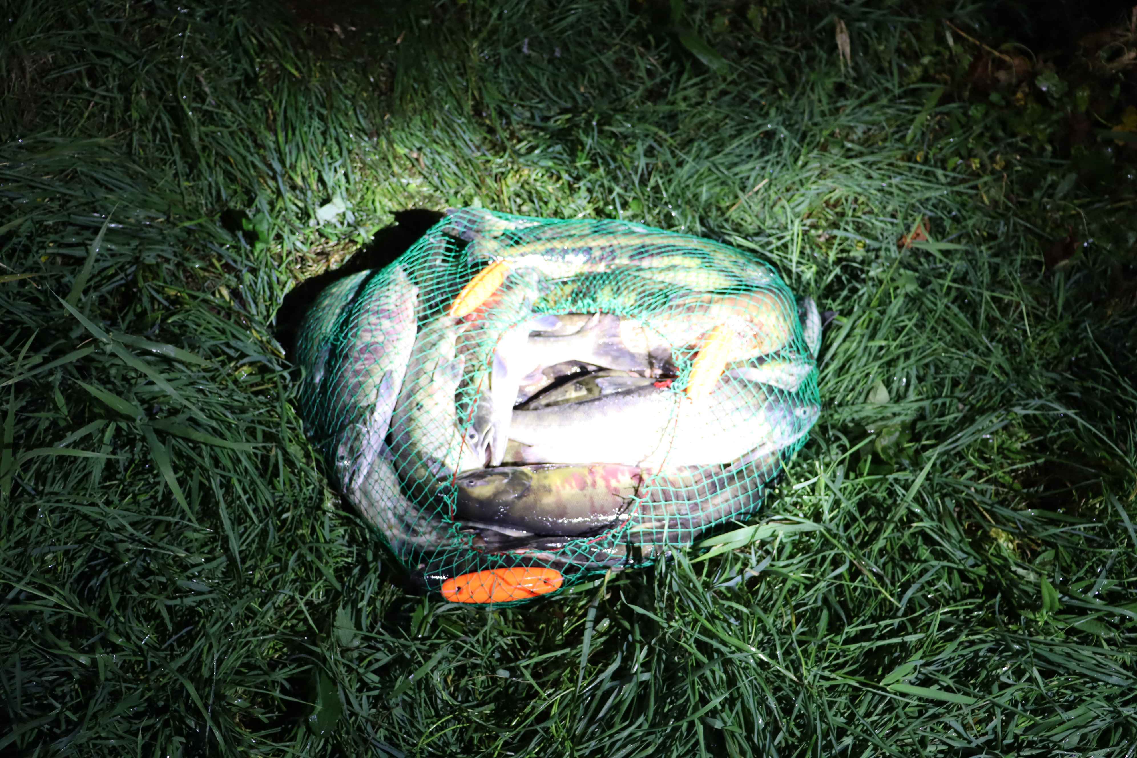 闇バイトとみられる密漁事件で押収されたサケ（提供 北海道警）