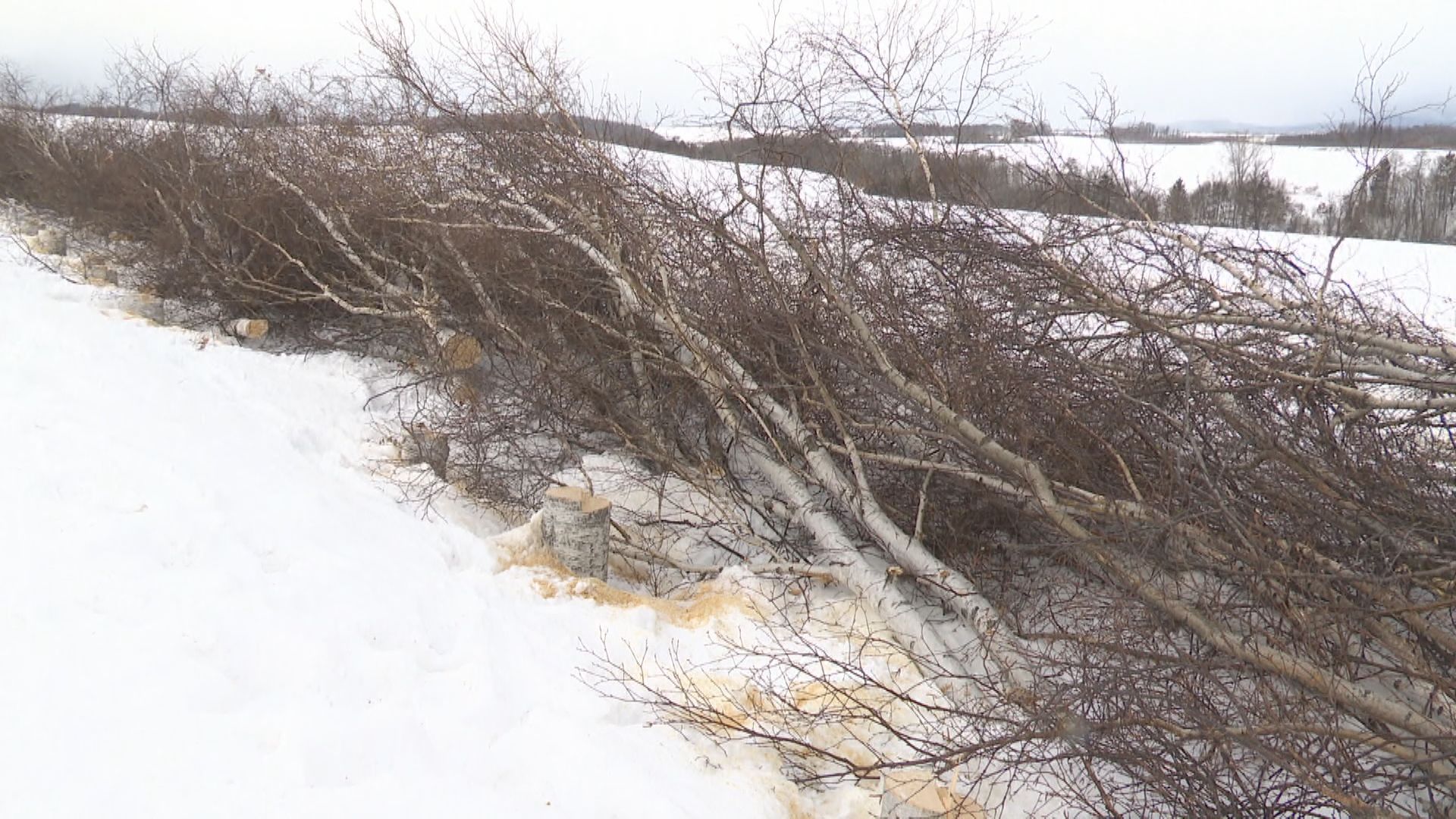 根元から切り倒され畑に横たわる38本のシラカバ