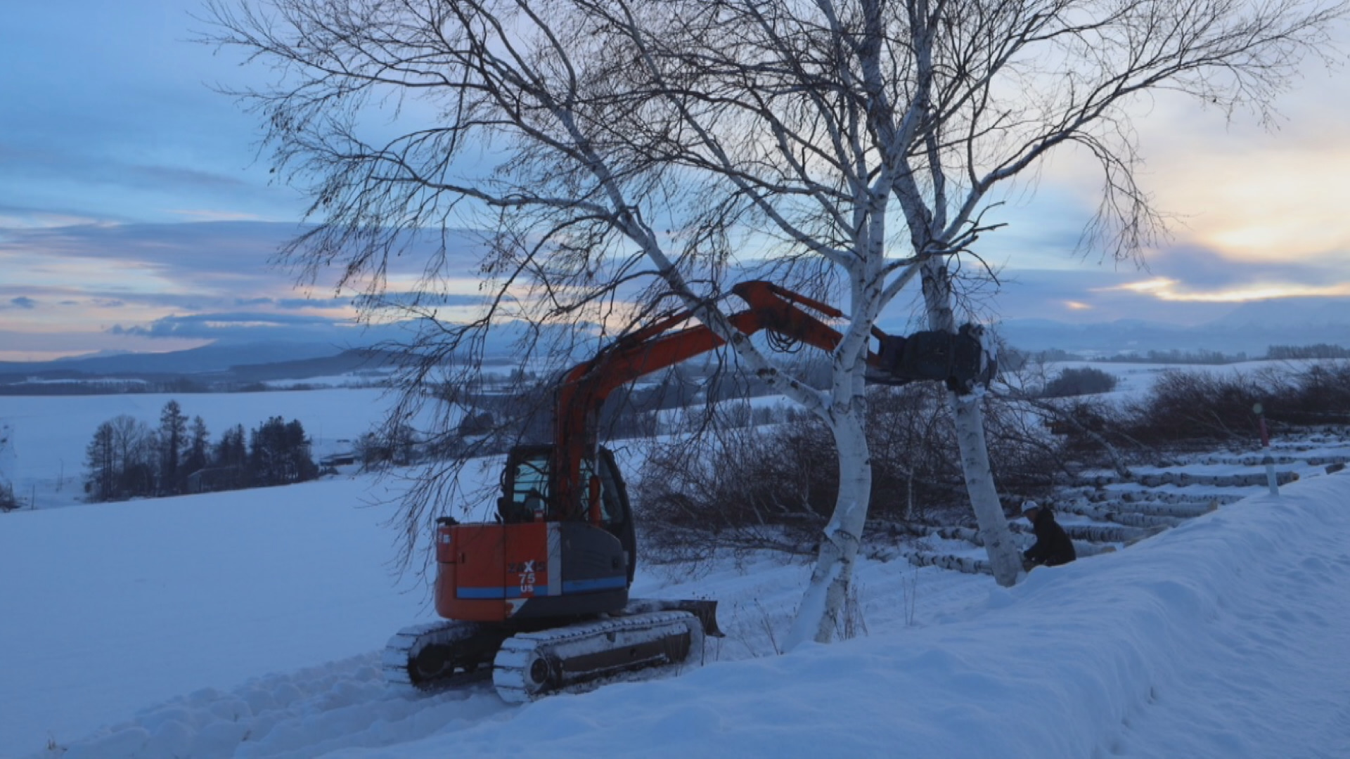 重機によって切り倒される「セブンスターの木」近くのシラカバ並木（提供 視聴者）