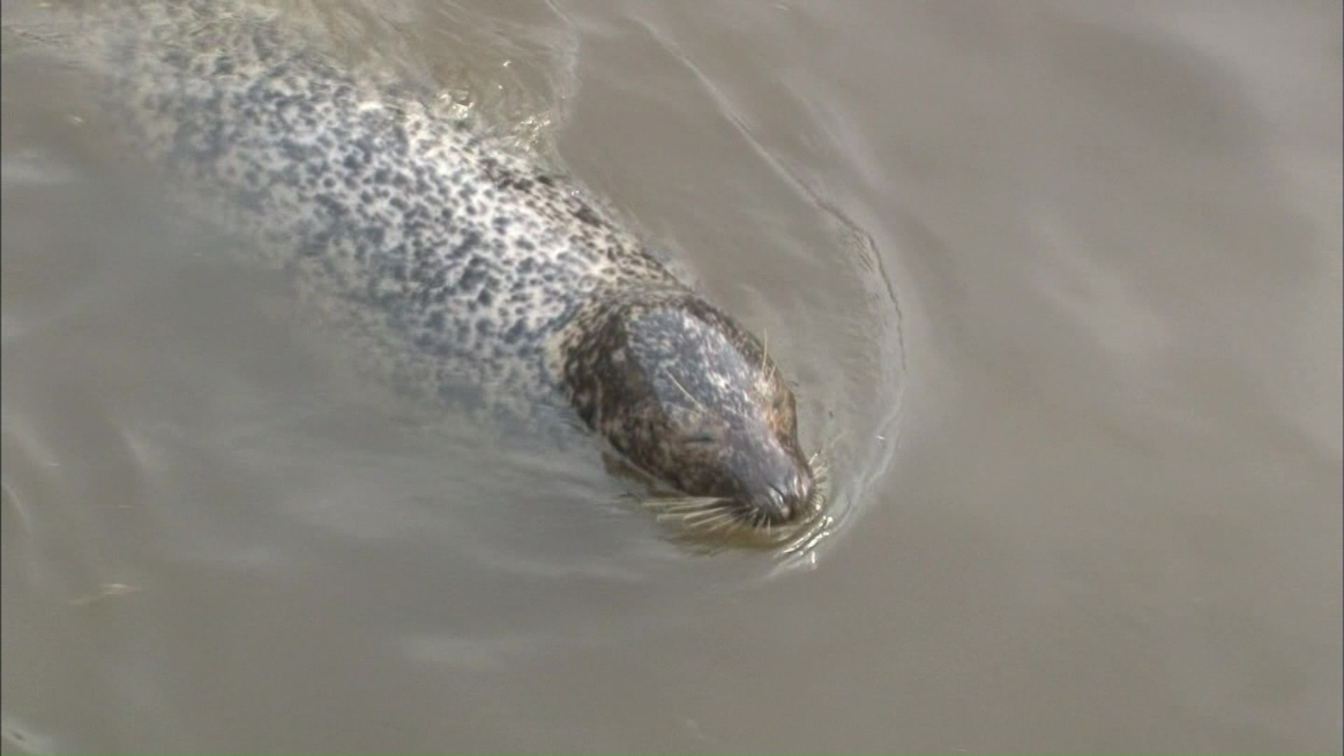 ノースサファリのアザラシ