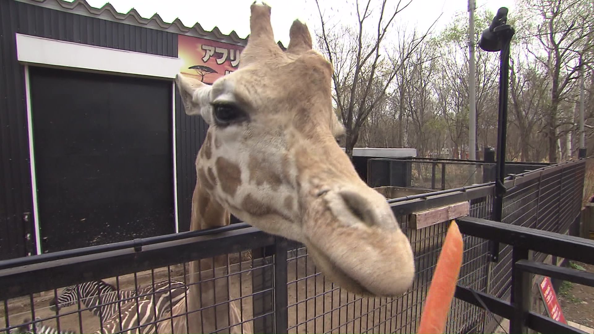 計画書には動物の移動について記載なし