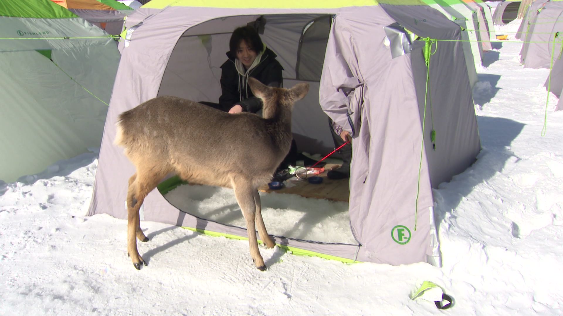 テントの中を物色するシカ
