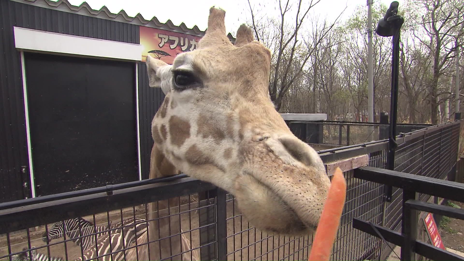 ノースサファリサッポロのキリン（資料）