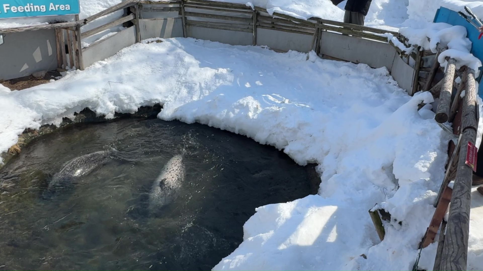 3月9日の園内の様子（撮影：視聴者）