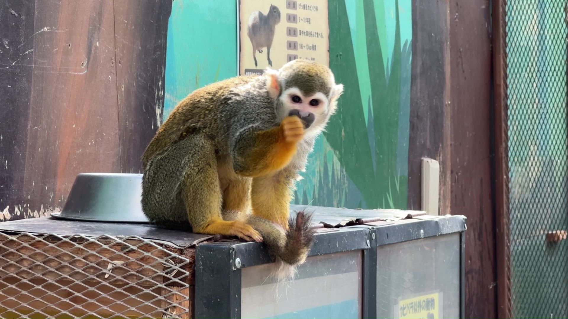 動物の行方は＿（撮影：視聴者）