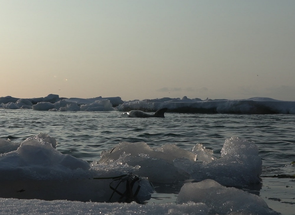 流氷に閉じ込められたイルカ（15日）