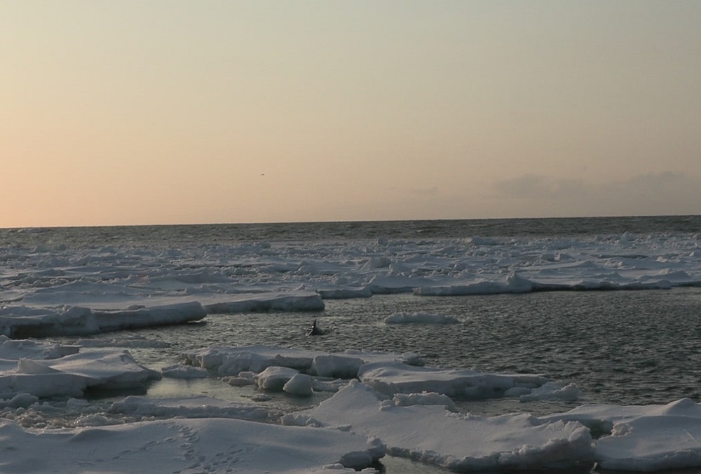 流氷に閉じ込められたイルカ(15日)