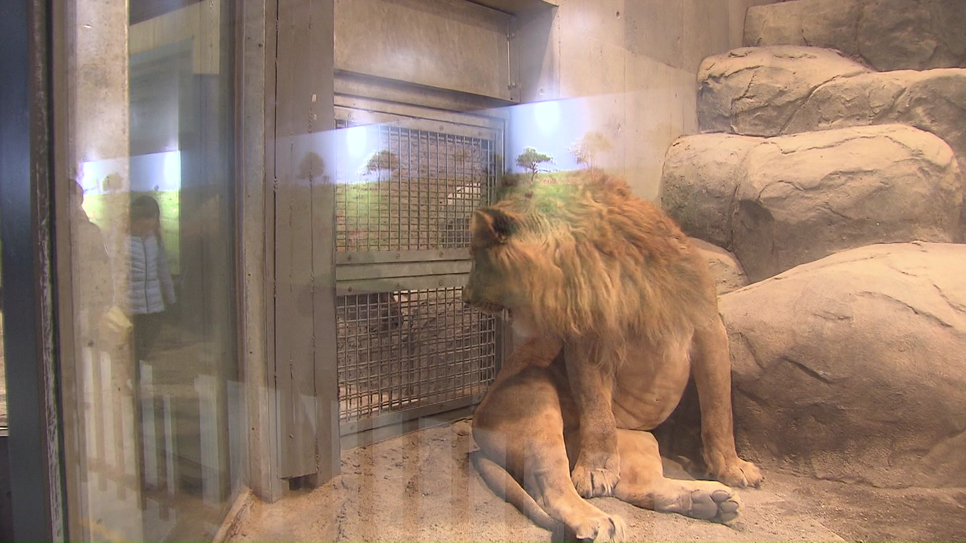 オスとメスのライオン2頭の様子