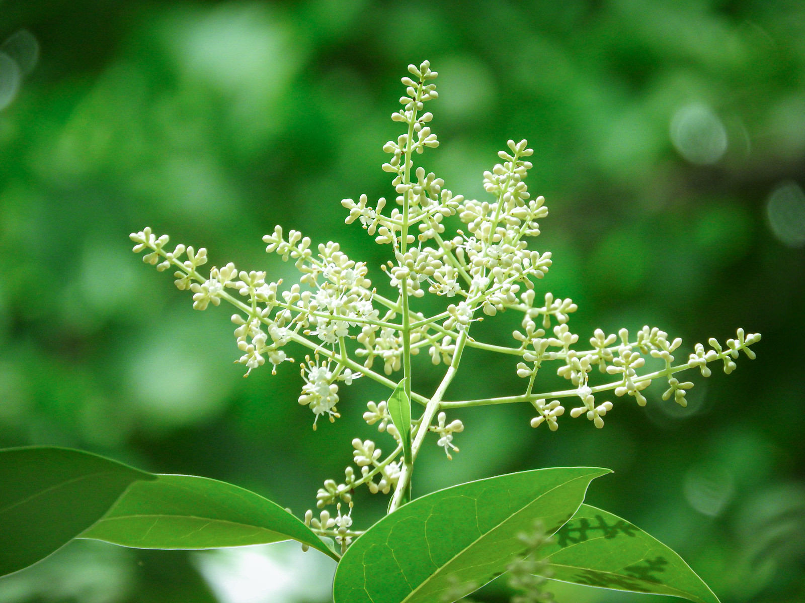 ネズミモチ（出典：PAKUTASO）