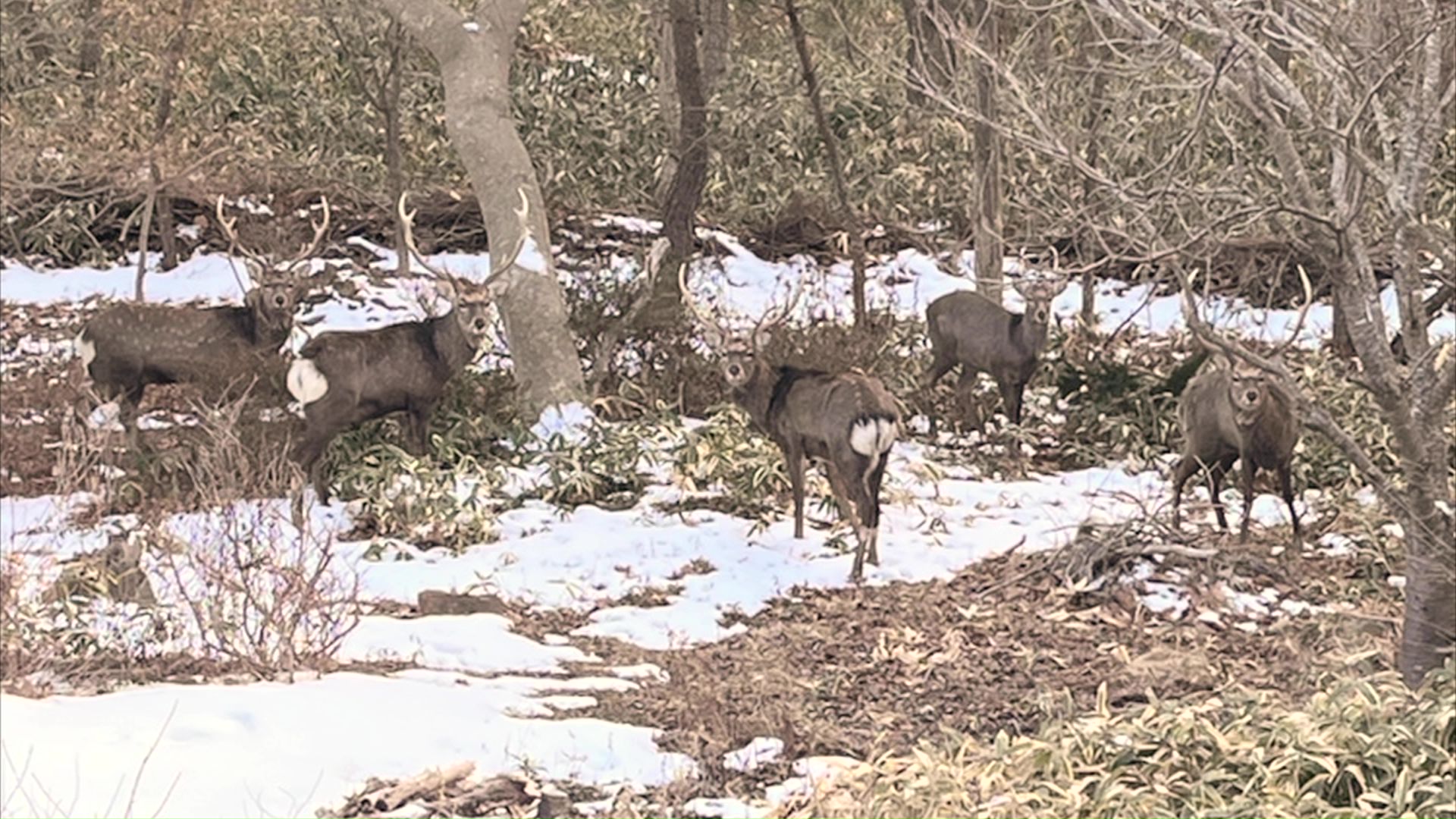 住宅の裏に現れた5頭のシカ（北海道室蘭市）2月21日
