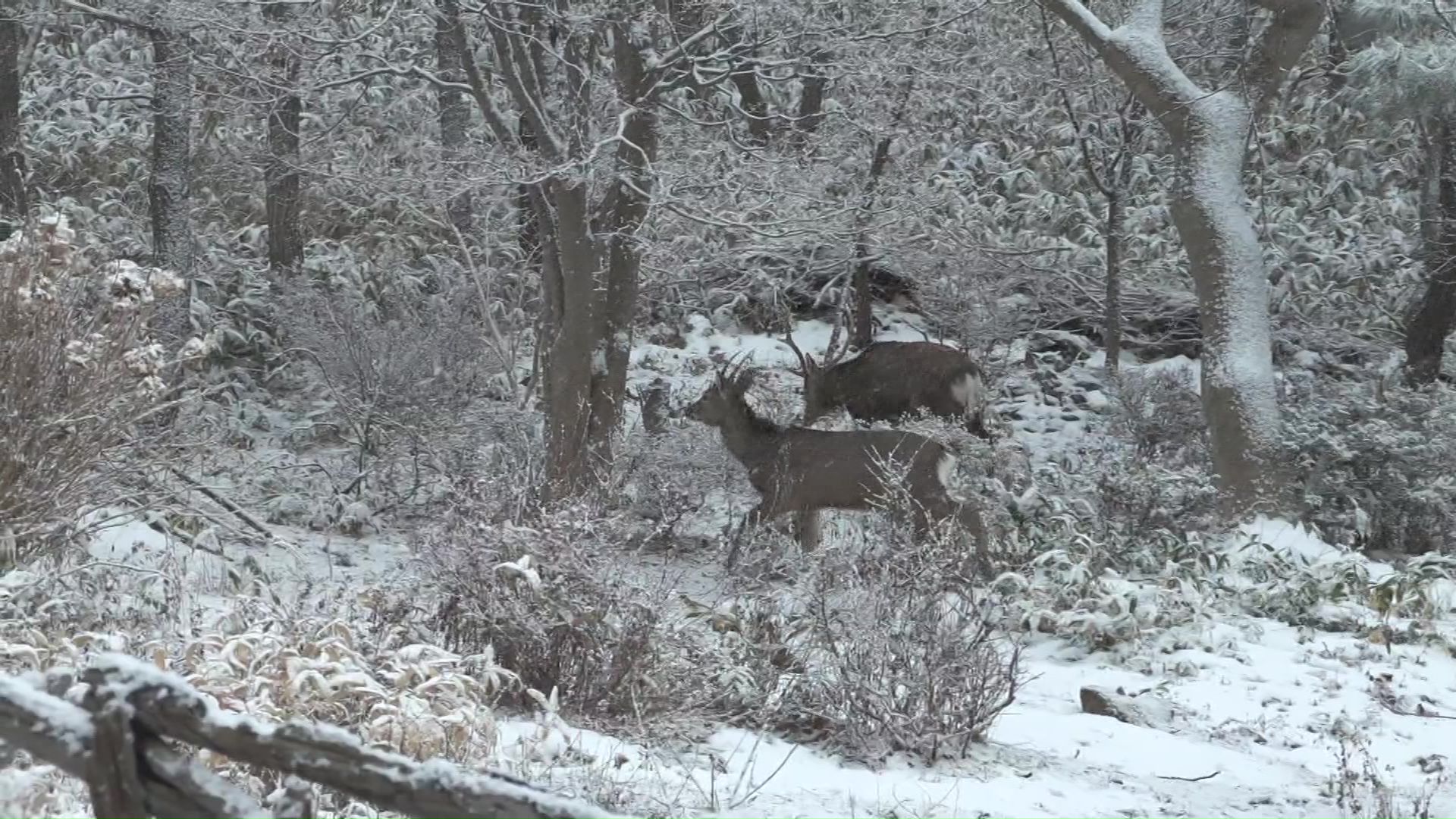 シカは連れだって去って行った…