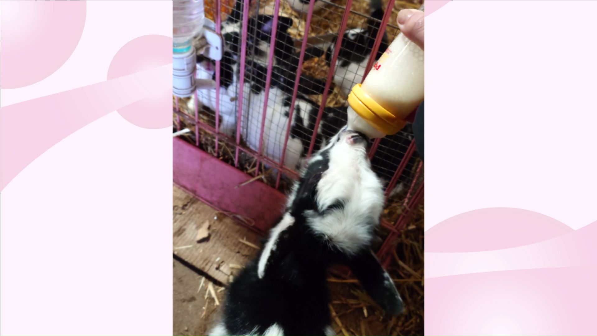 ヤギの「ハッちゃん」