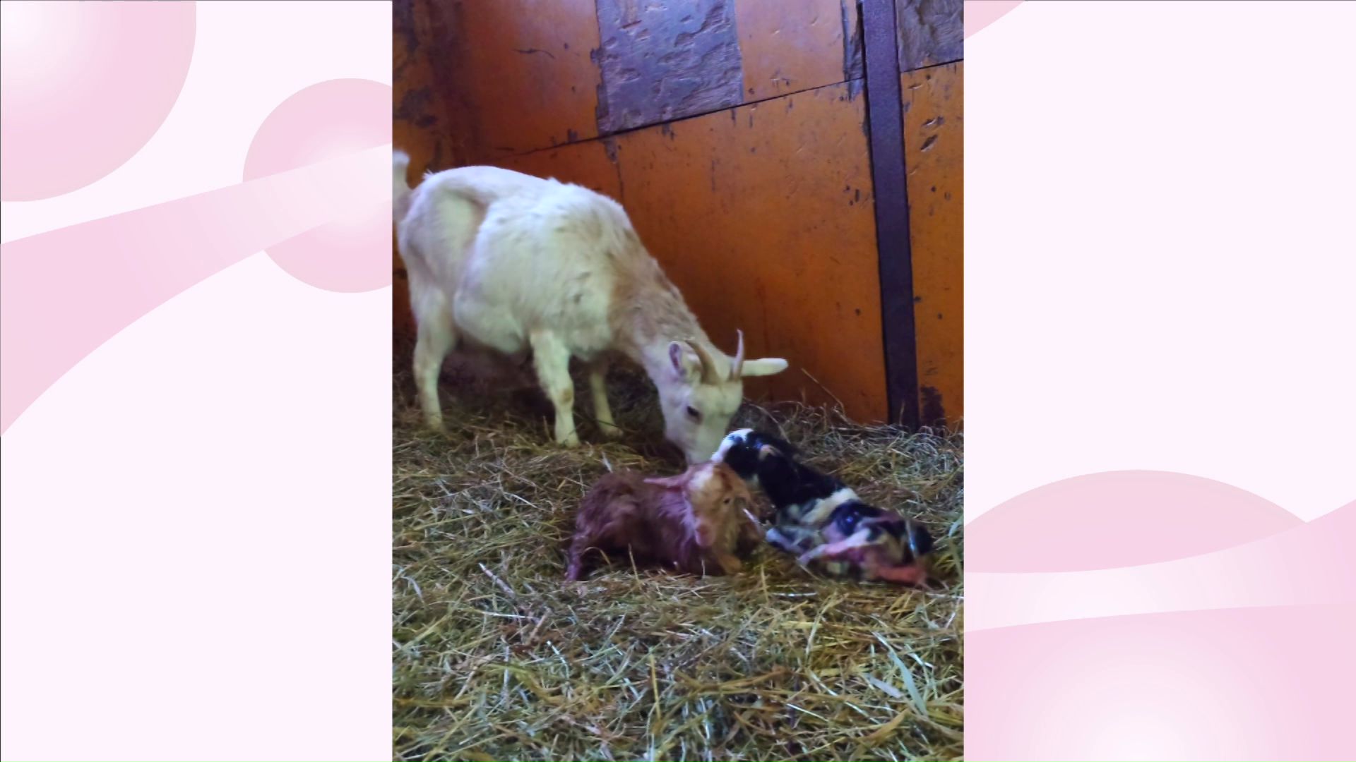 馬とたわむれるヤギのハッちゃん