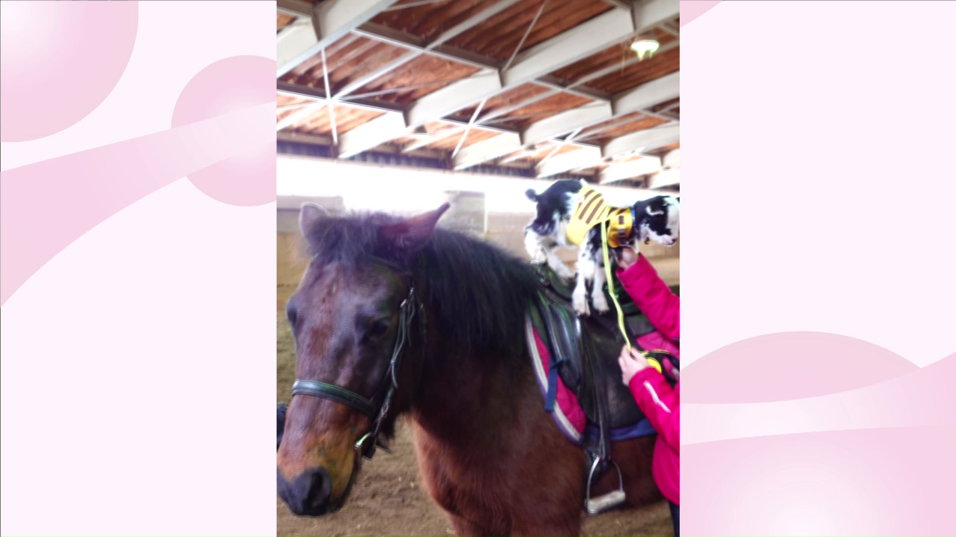 仲間に「乗馬」するハッちゃん