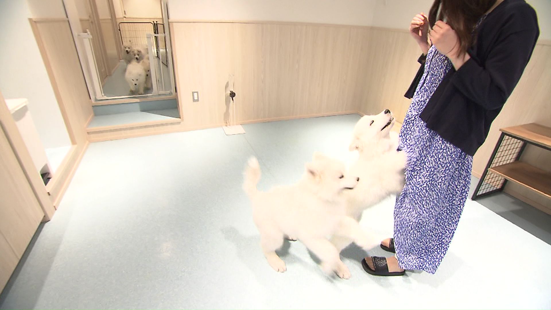 颯爽と現れるサモエドの赤ちゃん