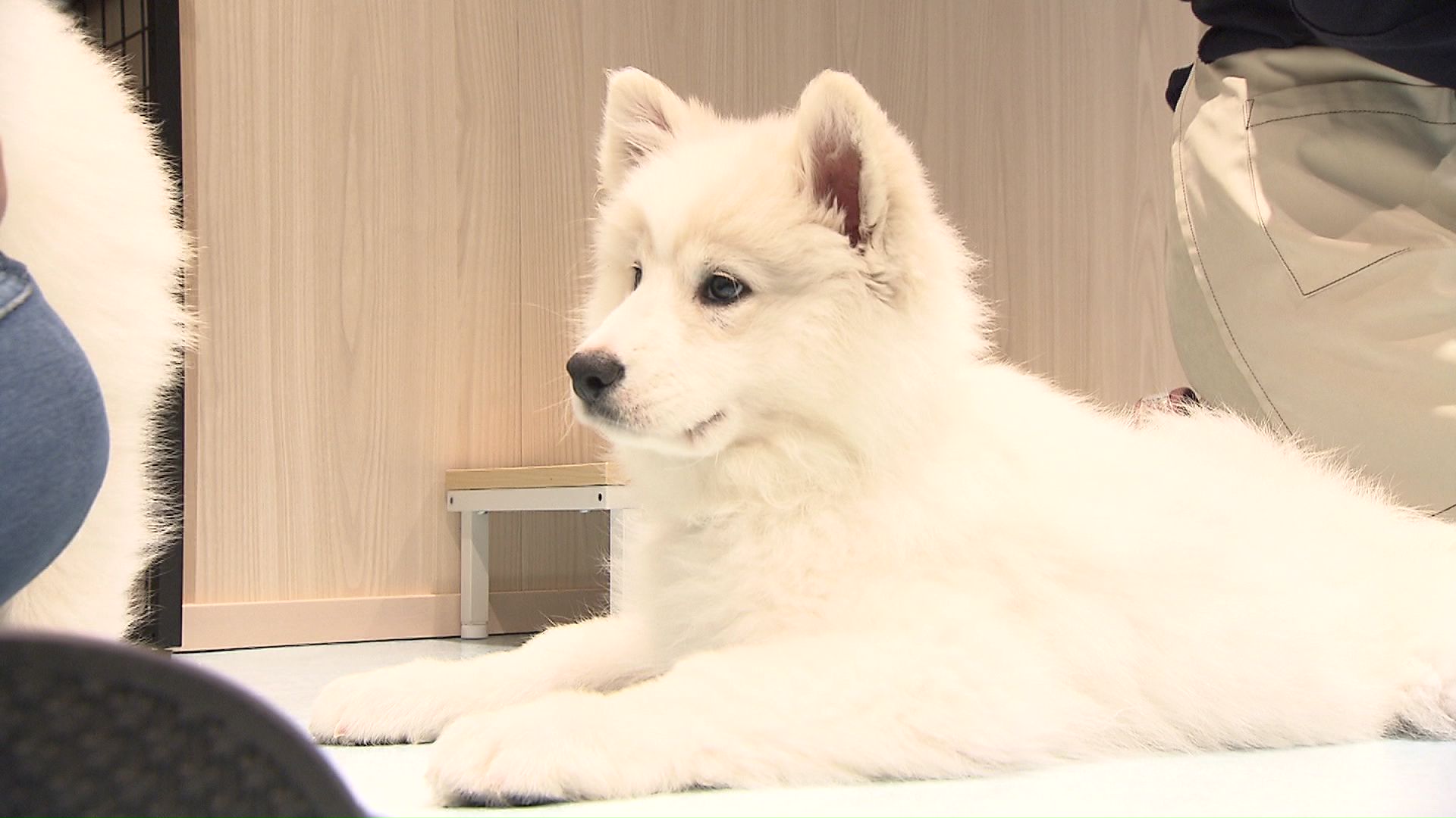 ふわふわで白い毛をもつ犬種”サモエド”