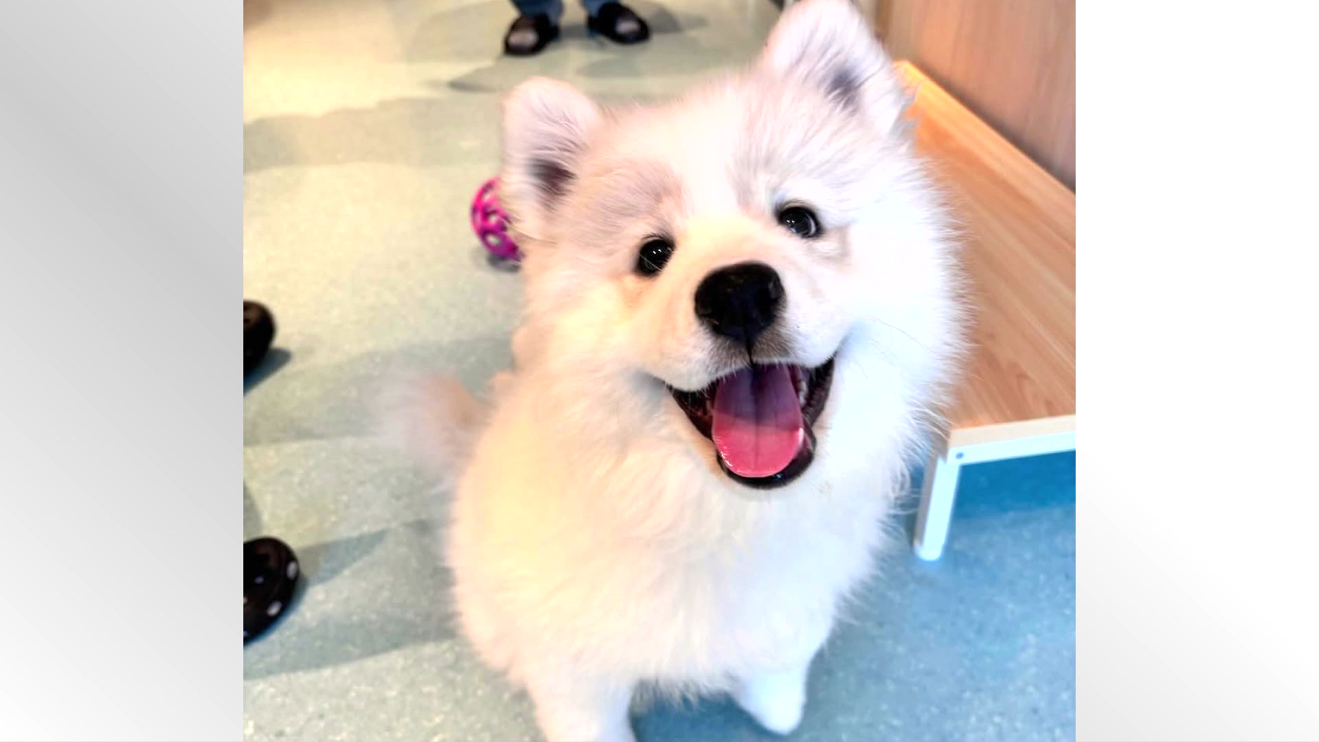 サモエドスマイル