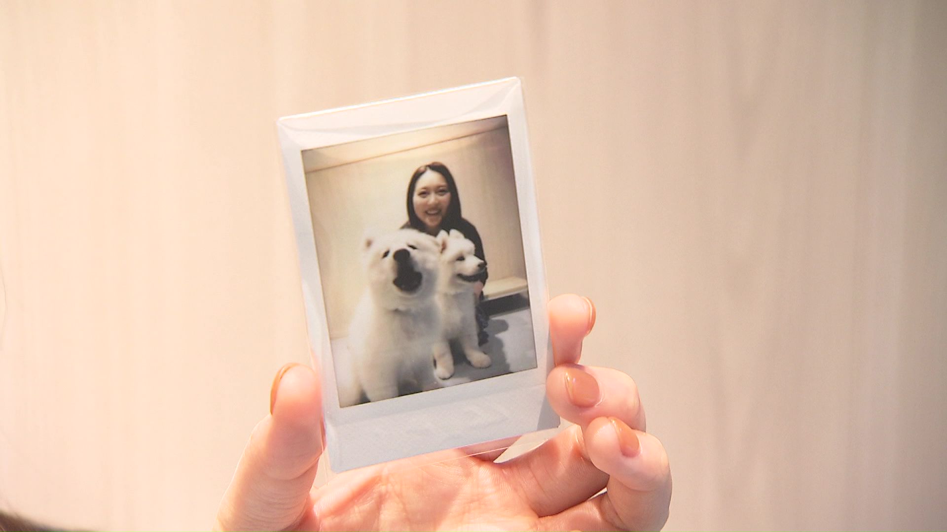 サモエドと写真がとれる