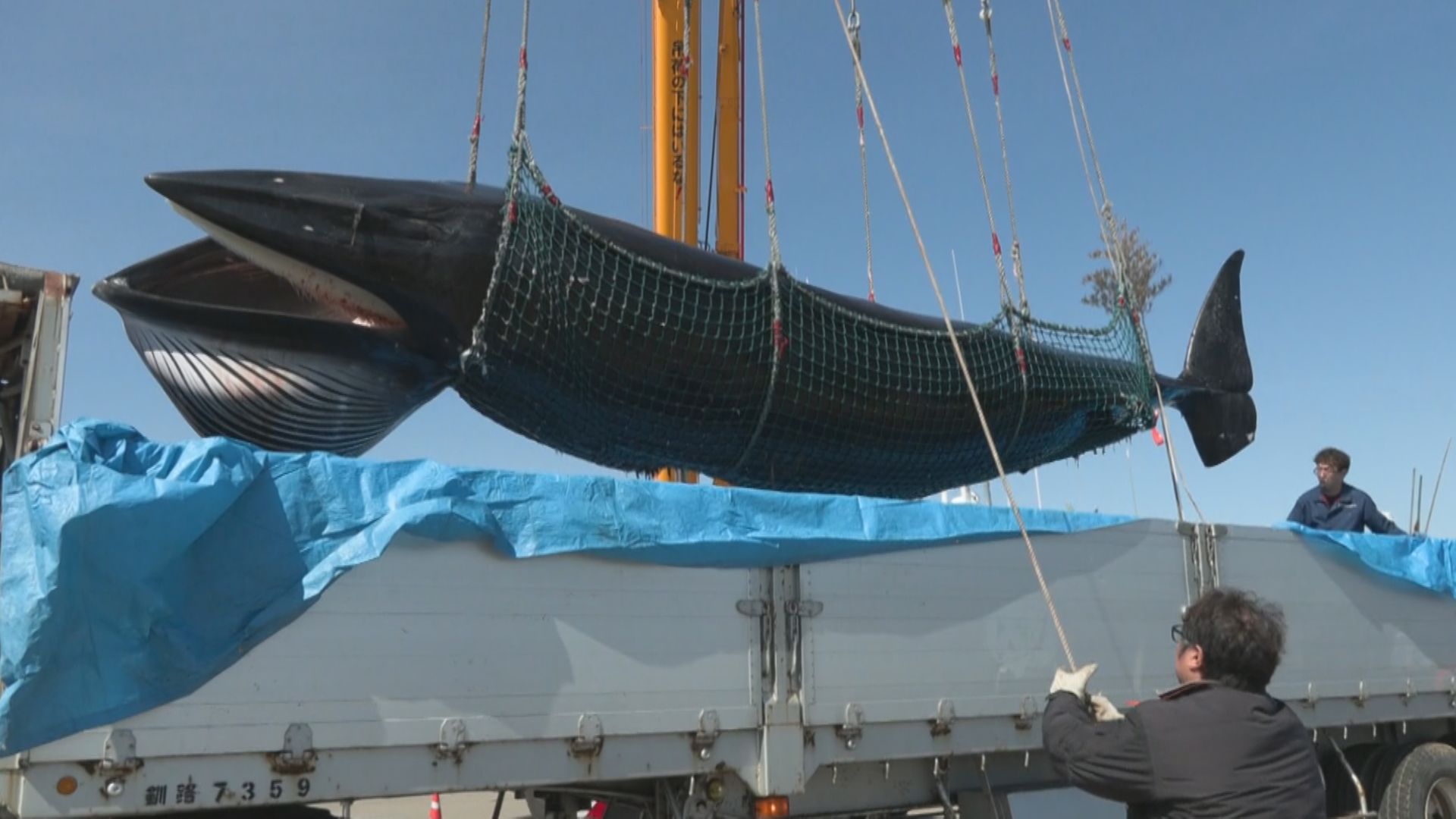 水揚げされたミンククジラ（北海道・根室港）
