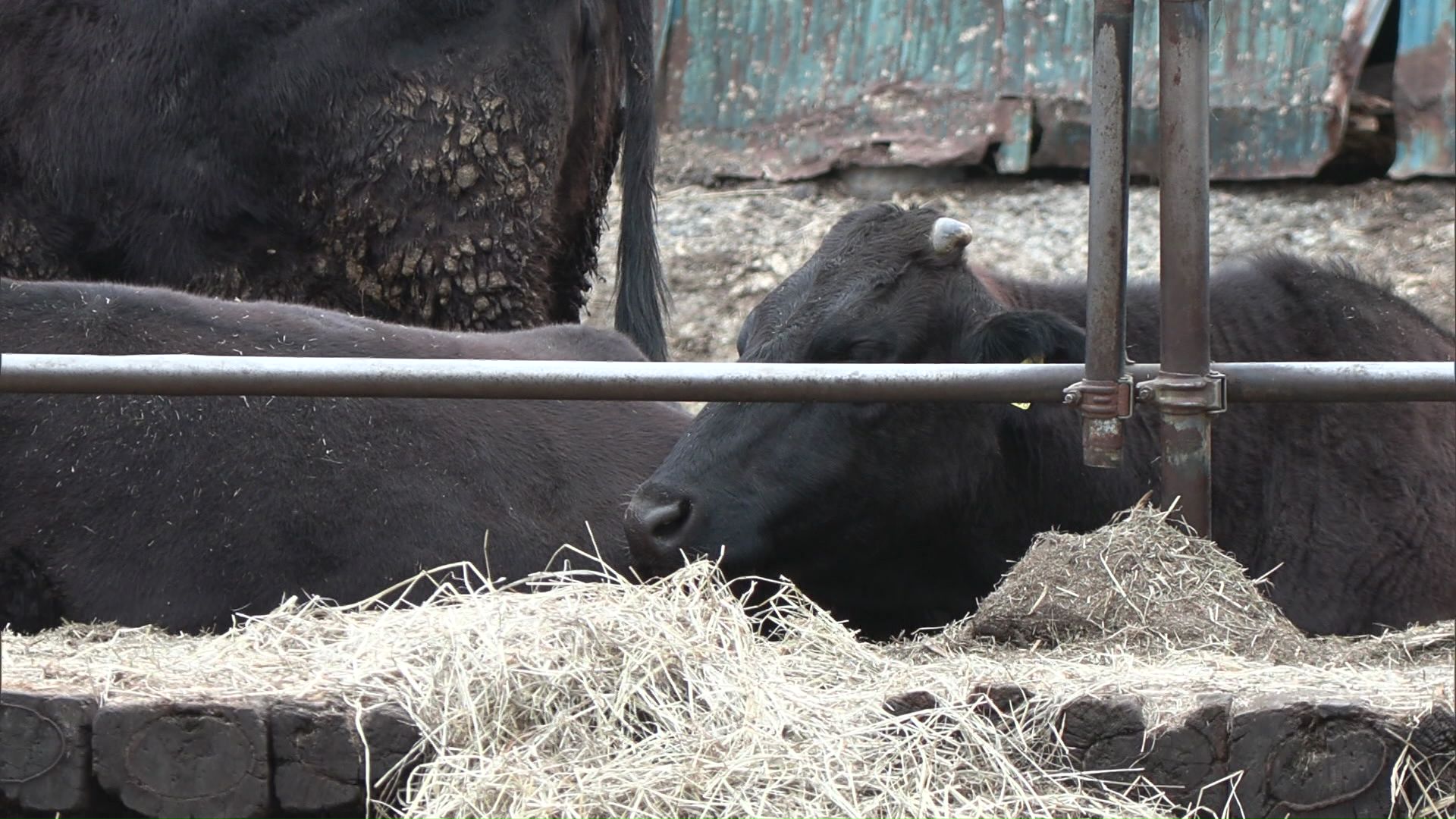 農場で飼育されているウシ