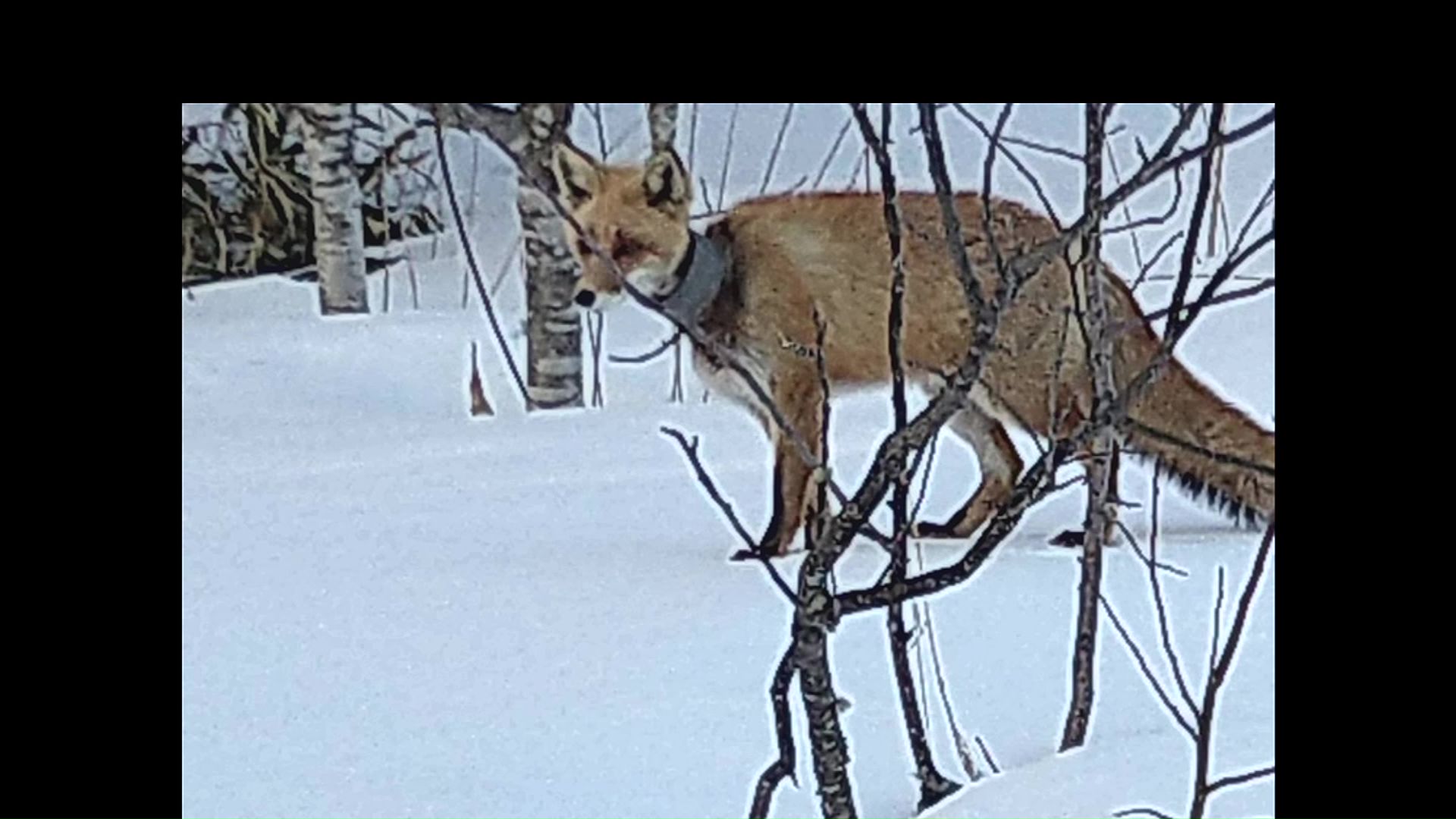 3月に中標津町で見つかったキツネ