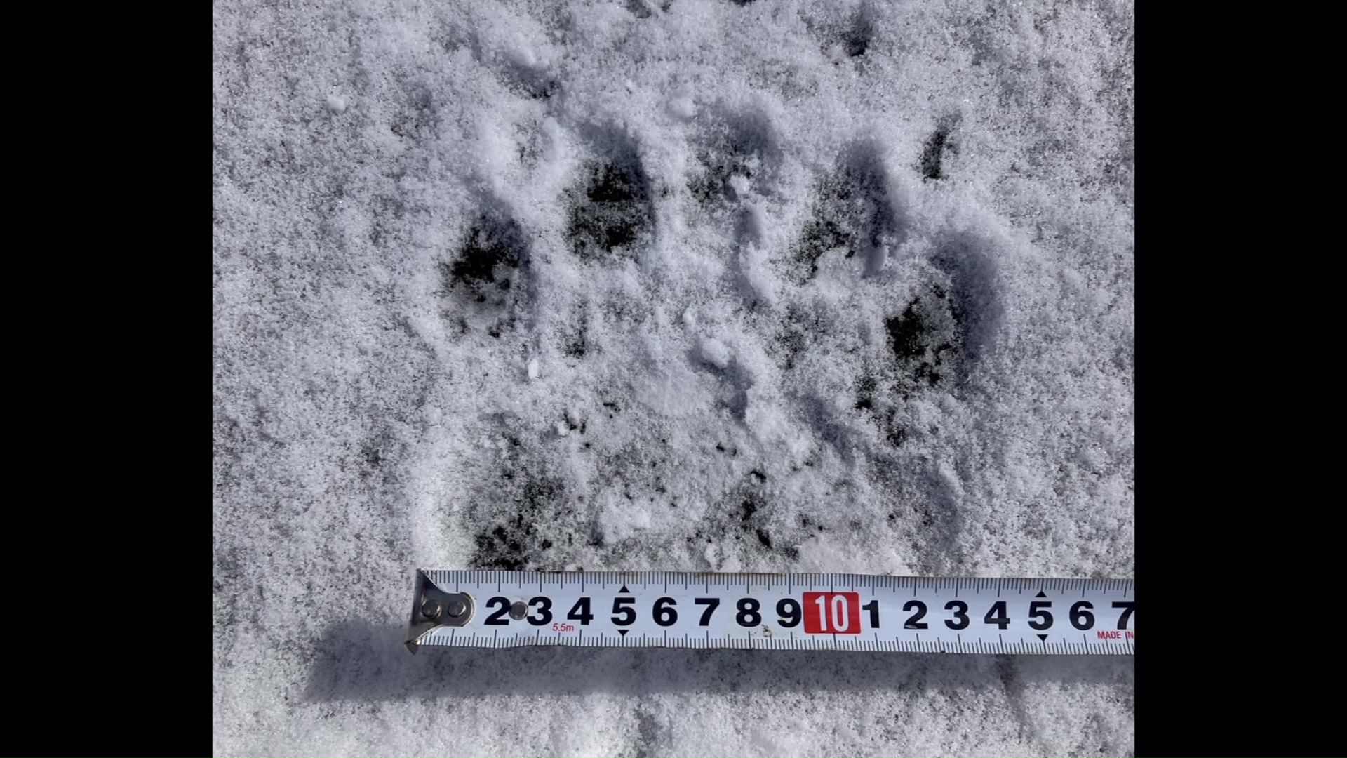 網走市で見つかった足跡（資料：網走市）