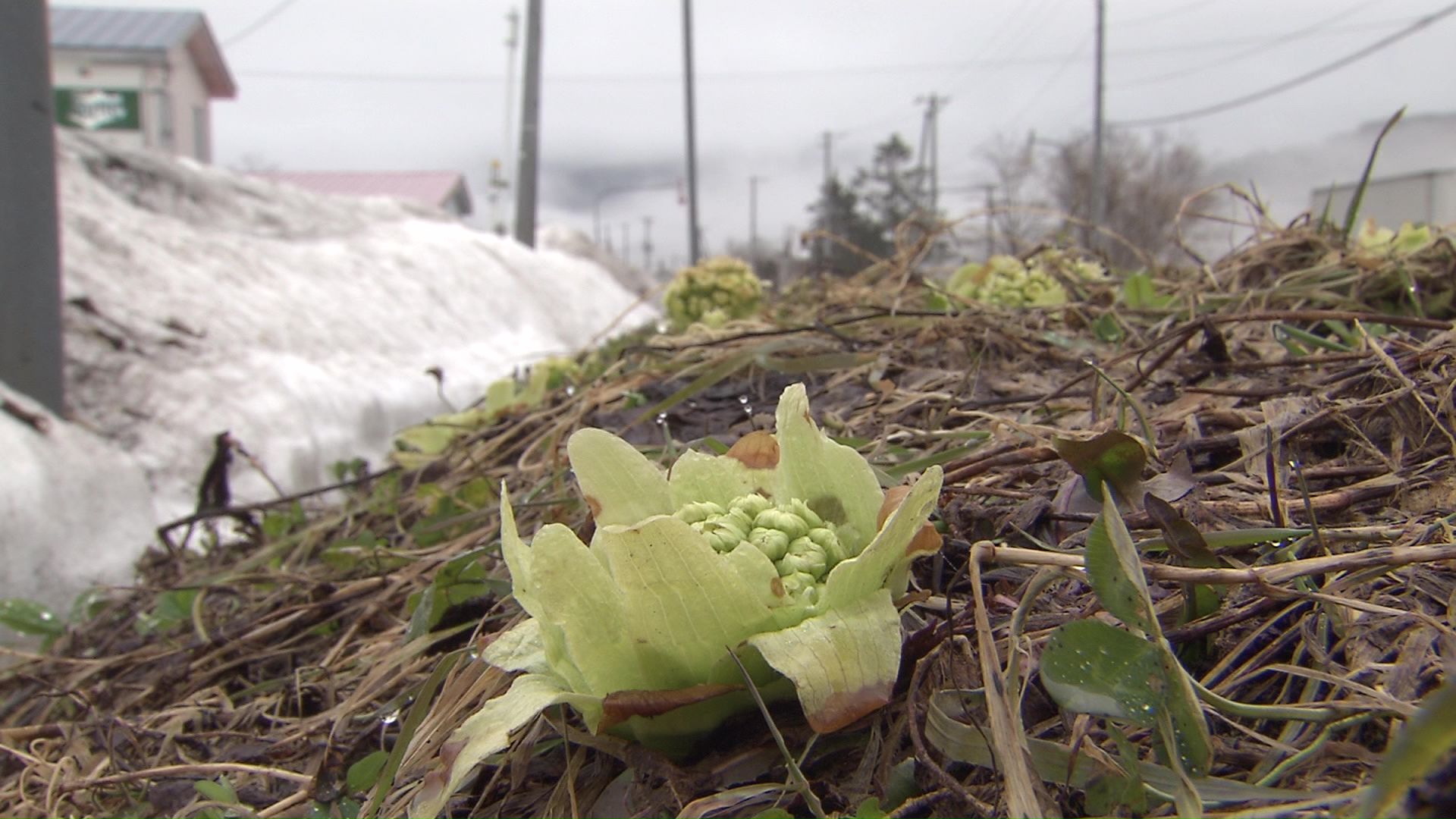 クマが目覚める季節に