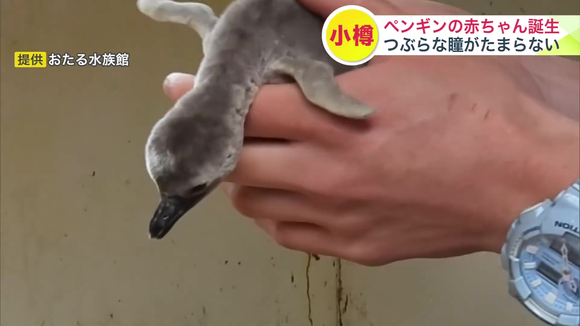 小さな翼をパタパタ