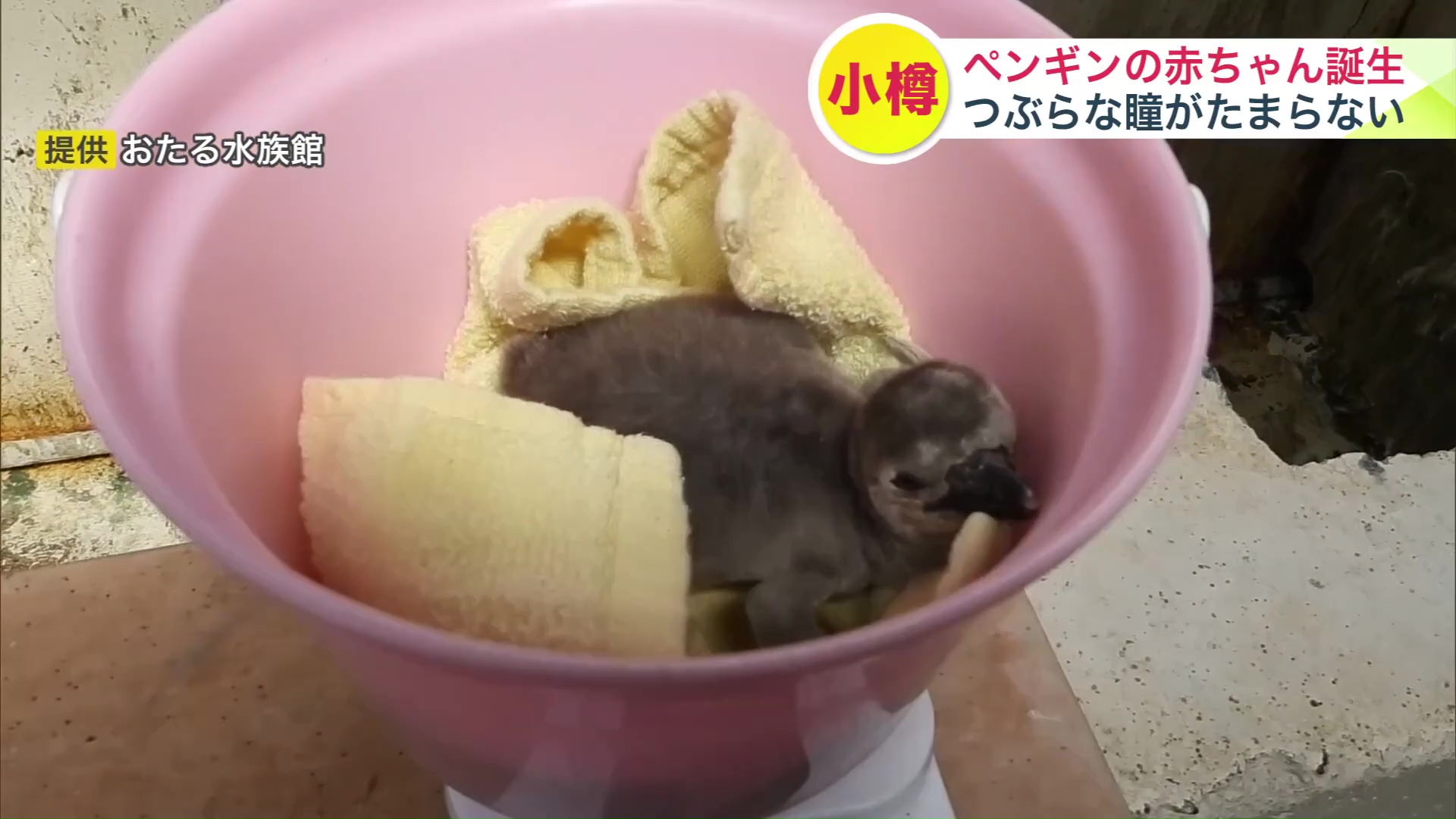 巣立ちまでには3か月ほど