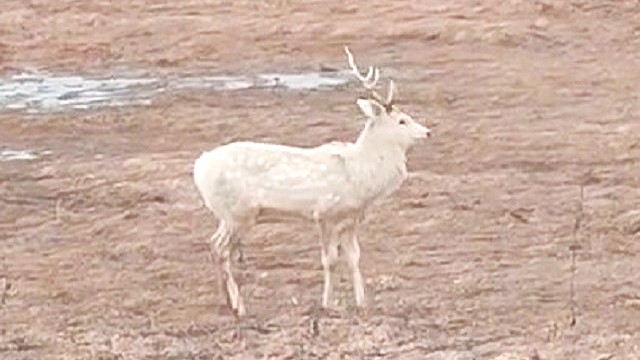 白いオスジカ（撮影：小沢貴之さん）