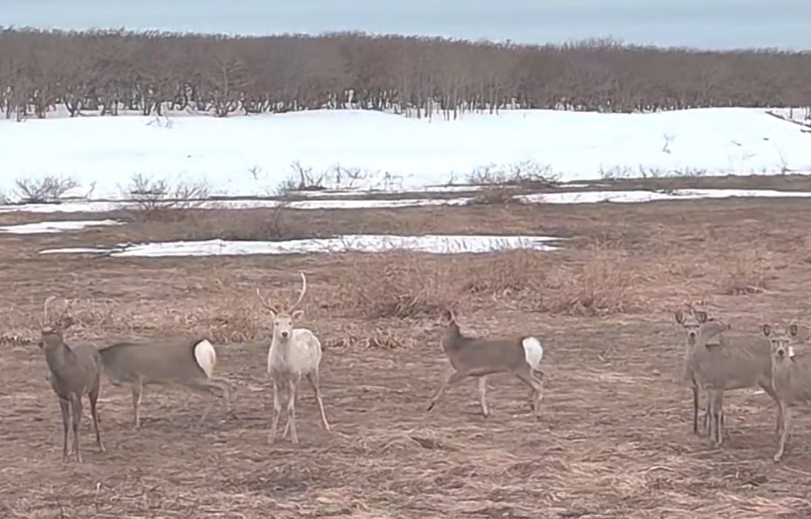 群れは全部で10頭（撮影：小沢貴之さん）