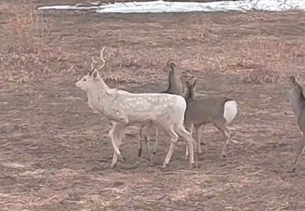  ひと際 体が大きい白いオスジカ（撮影：小沢貴之さん）