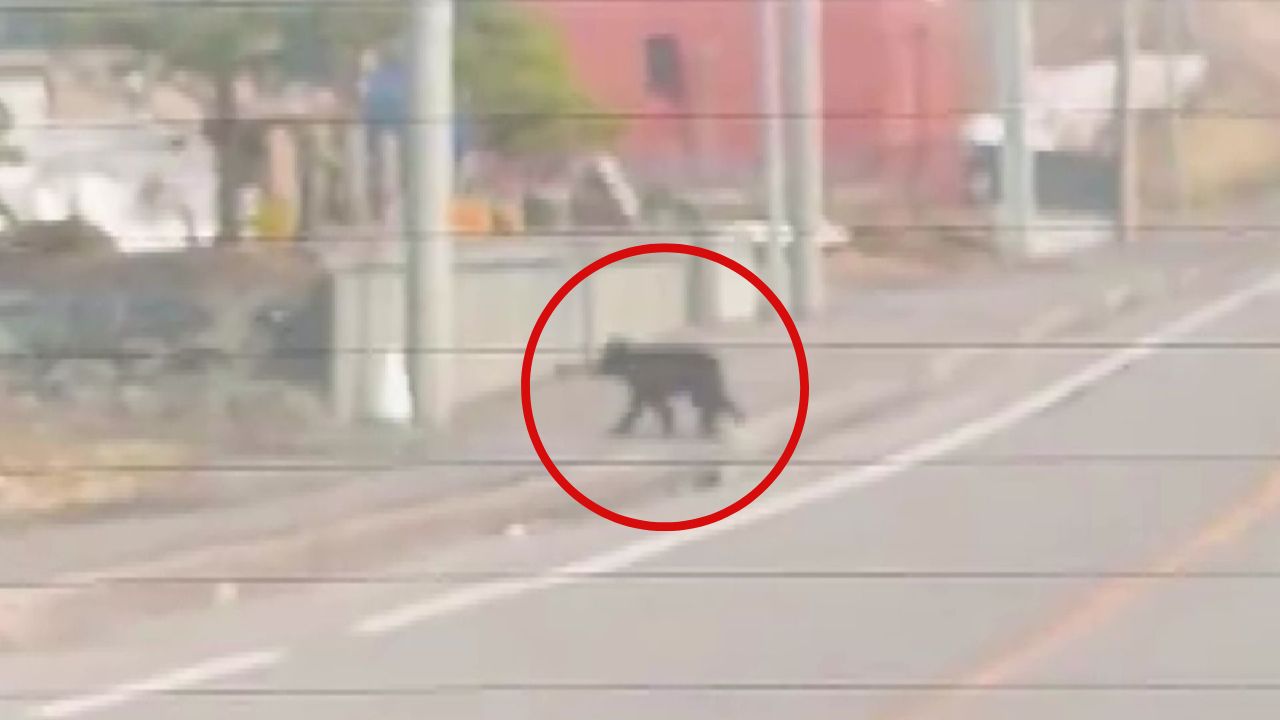 道路を横断するクマ（提供：サモエド 琥珀さん）