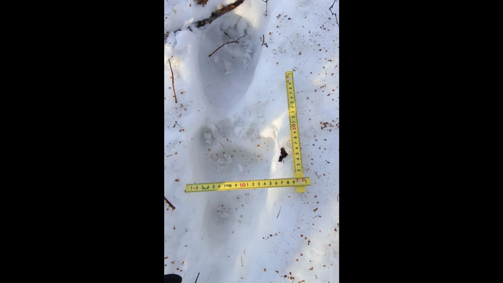 こども園の裏手の山林で確認された足跡