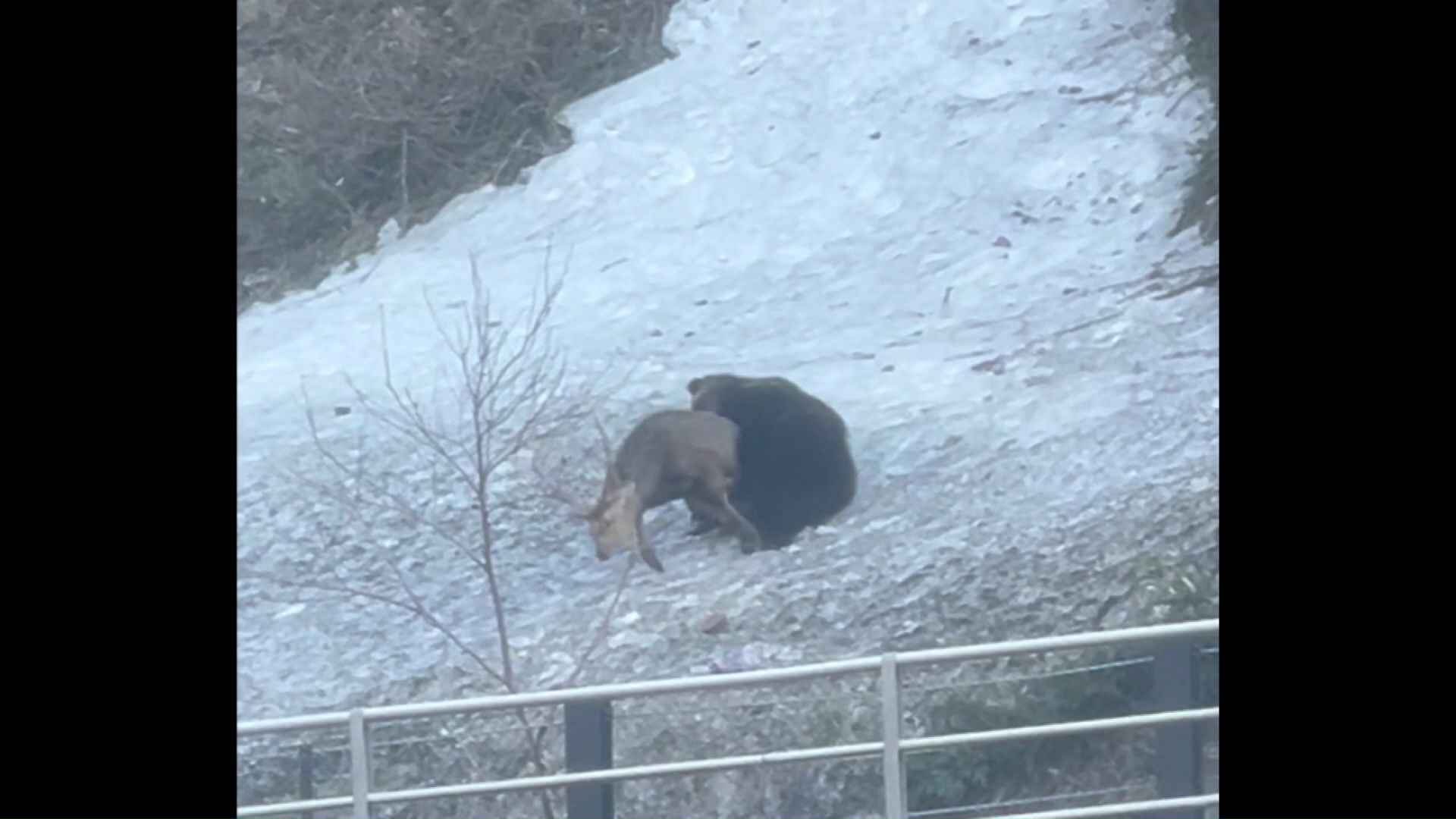 シカを襲うクマ（提供：視聴者）